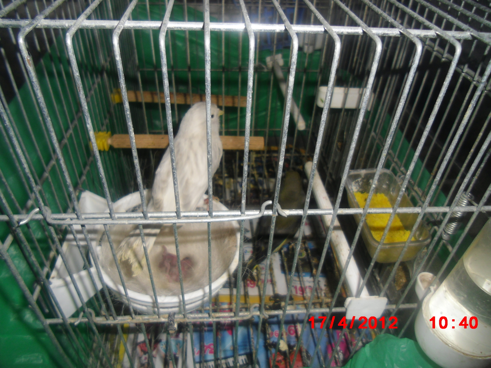 Mixtos verderon plata2012.JPG