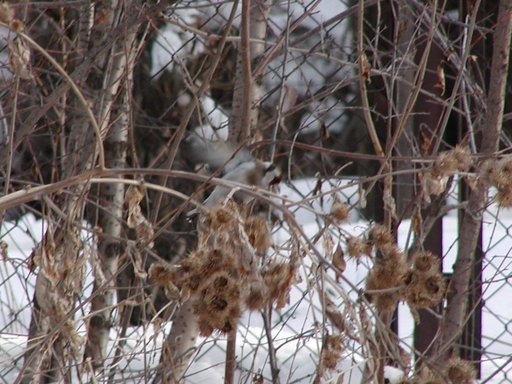Carduelis carduelis major 001.jpg