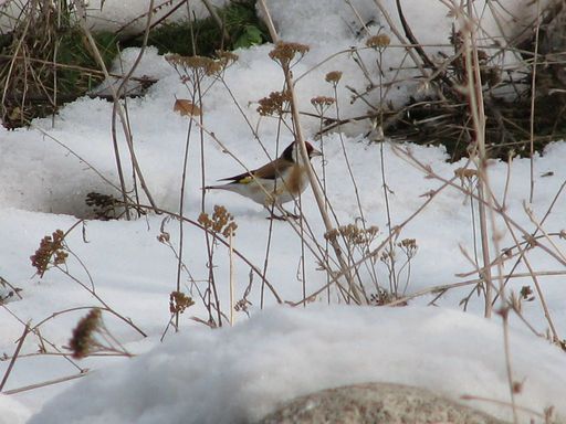 Carduelis carduelis major 052.jpg