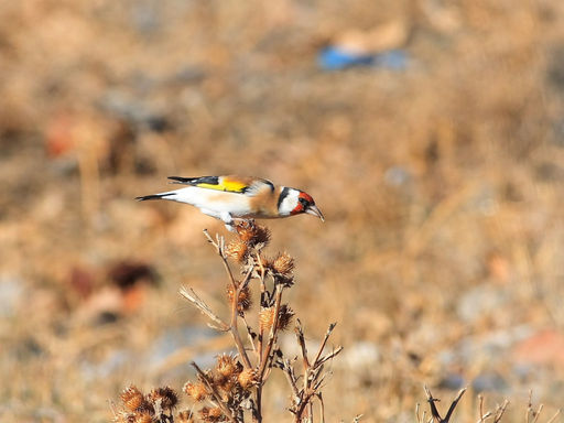 Carduelis carduelis major 053.jpg