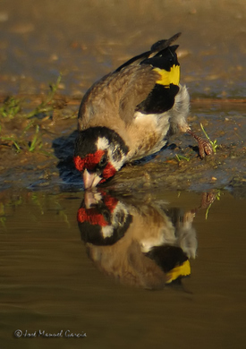 jilguero bebiendo agua.jpg