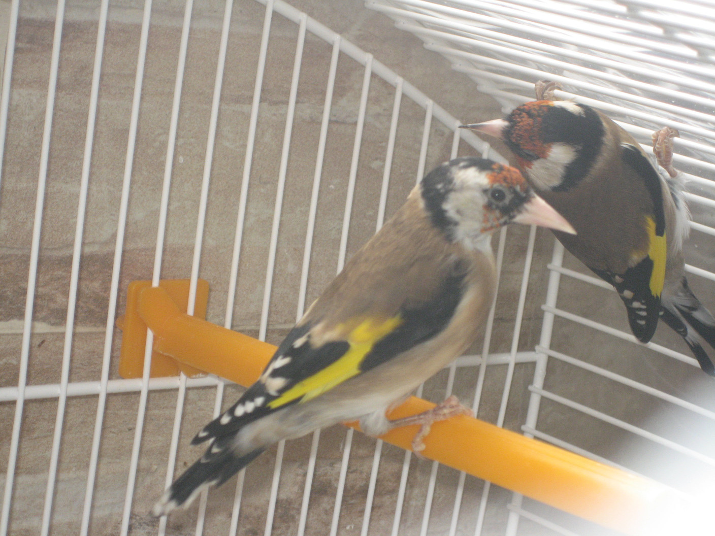 pajaros Hilario jilgueros 1.jpg