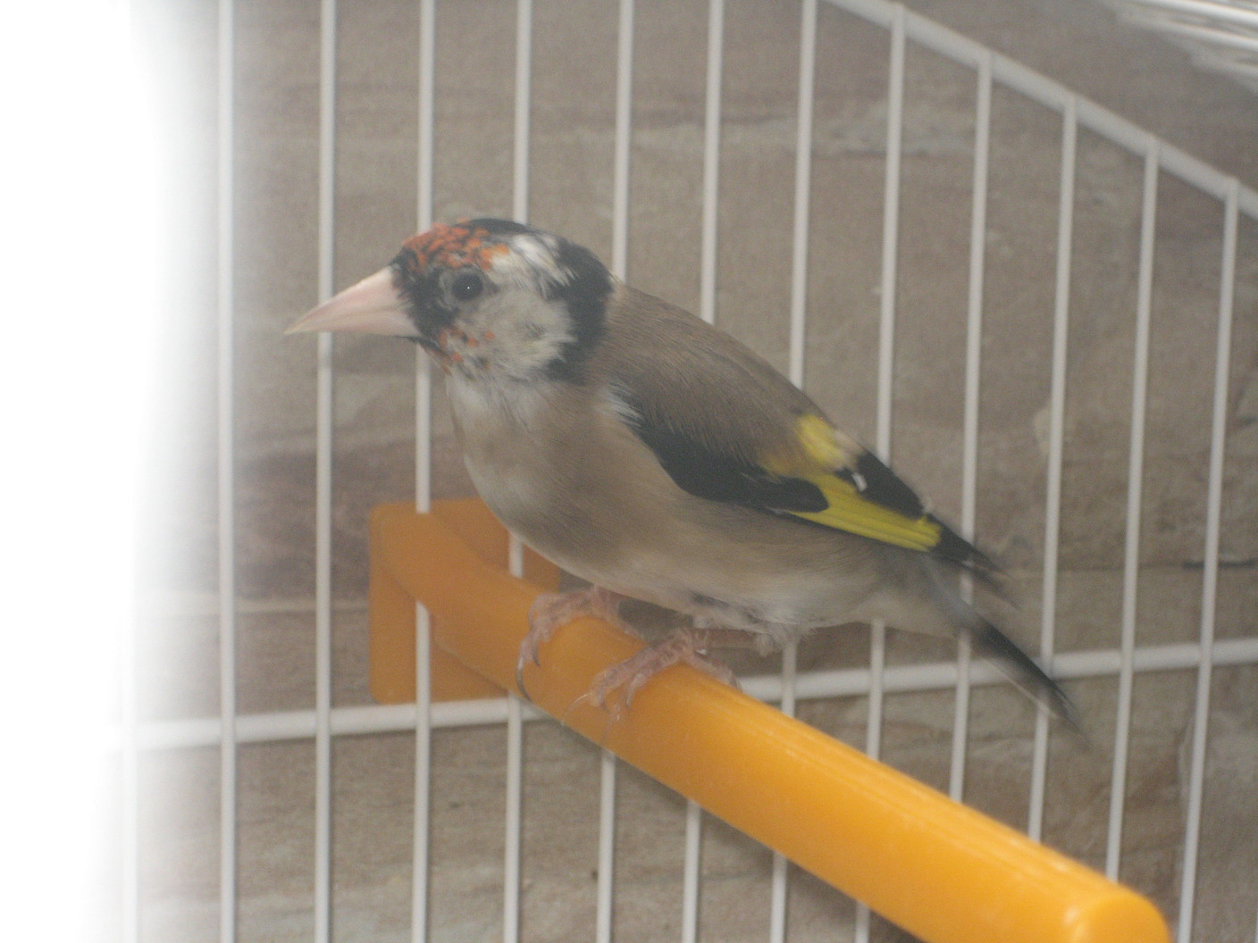 pajaros Hilario jilgueros 2.jpg