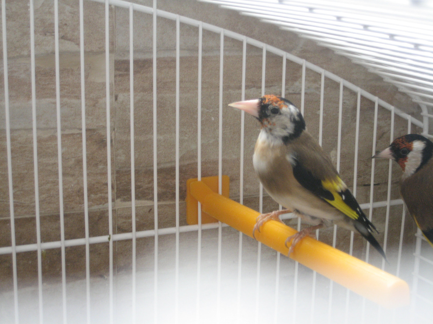 pajaros Hilario jilgueros.jpg