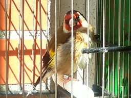 CHIRI campeon.jpg