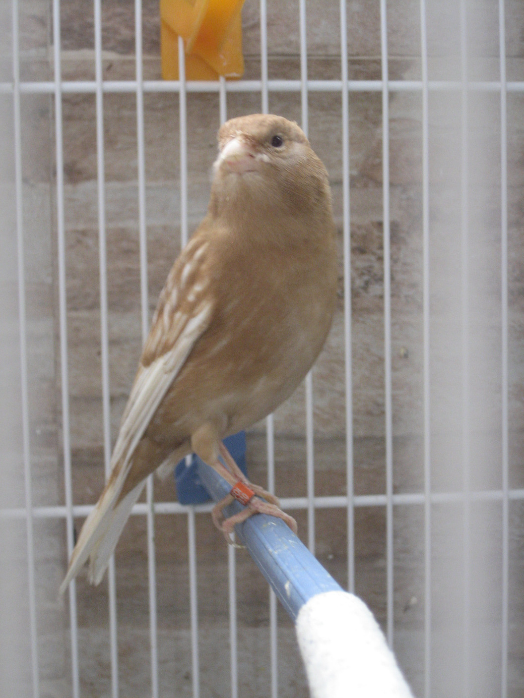 pajaros Hilario canarios 1.jpg