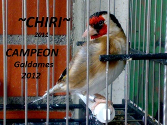 CHIRI nº1.jpg