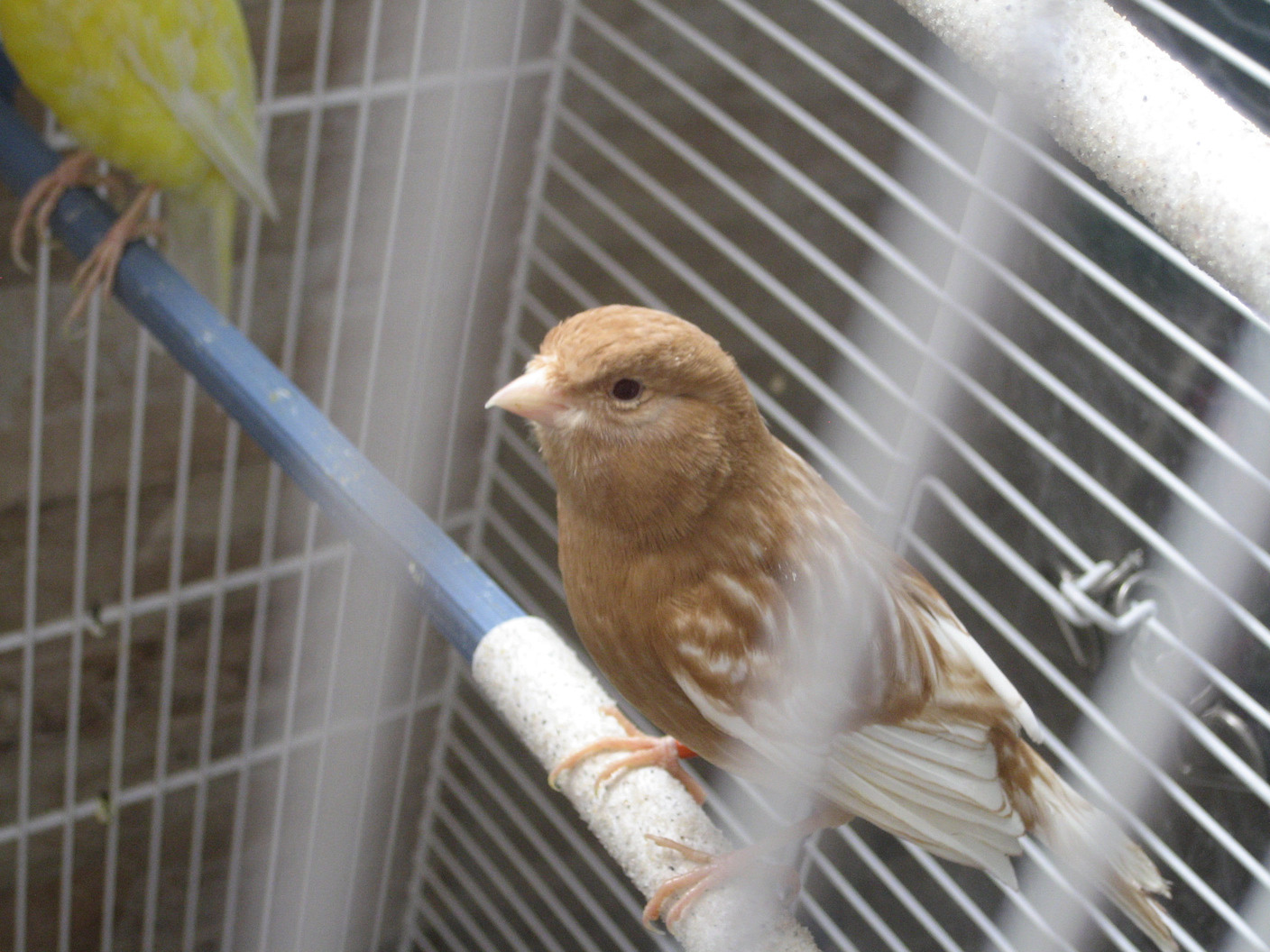 pajaros Hilario canarios.jpg