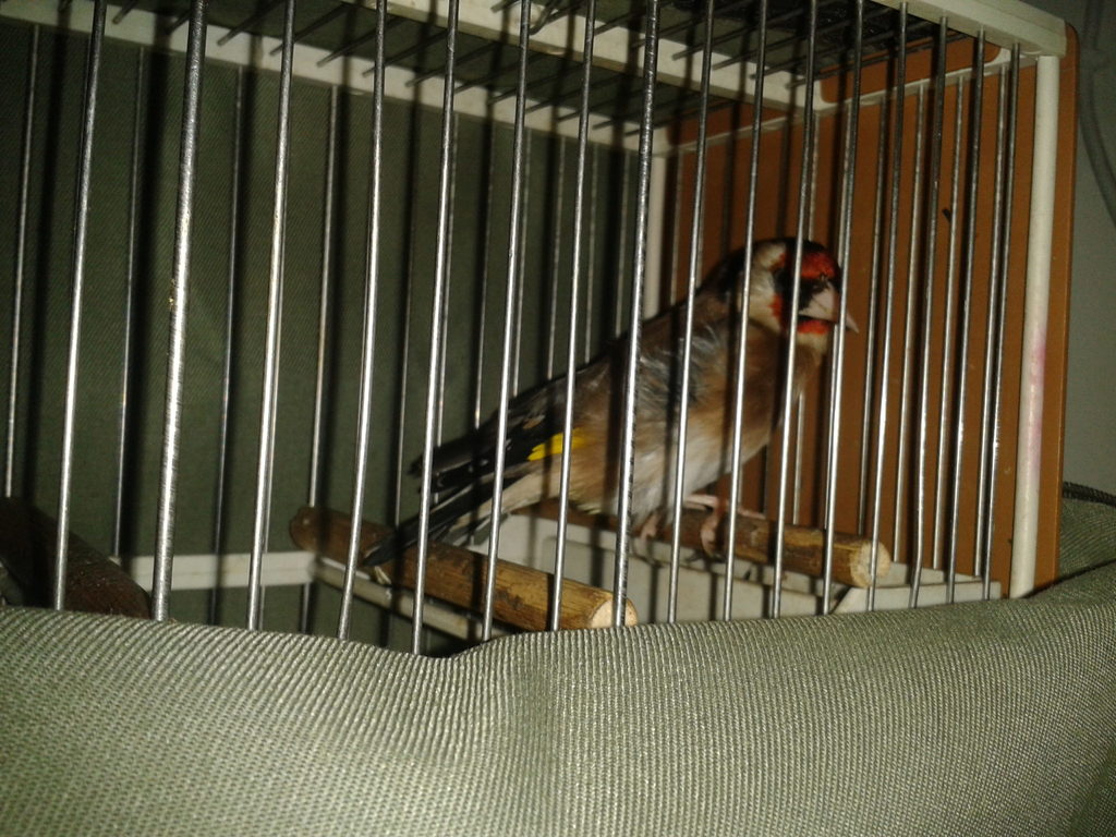 Este es crespo... El despeinao! Que os comenté que a que puede ser debido que se le bufen las plumas de los lados...