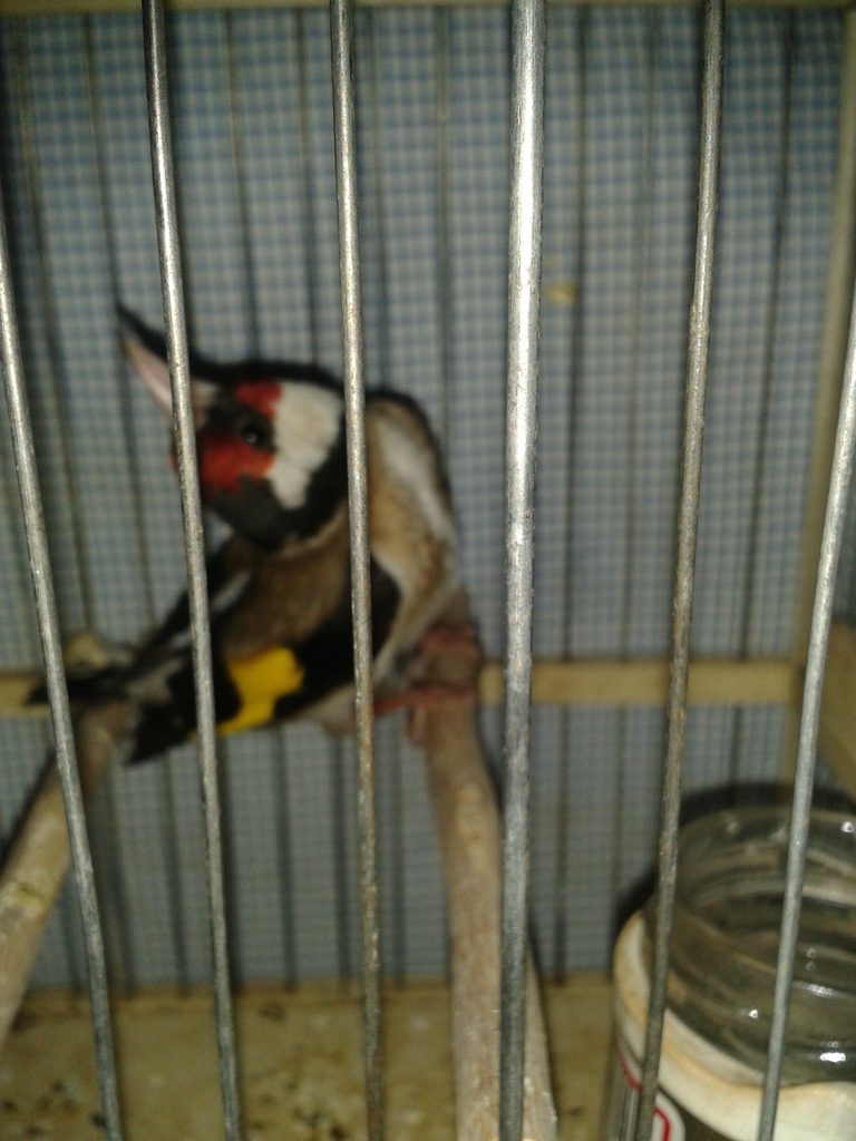 Otra foto de Zurraspa. Este pájaro me parece precioso. Ya de paso pregunto... porque siempre mira para arriba??