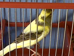 IMG00063-20120512-1550.jpg