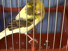 IMG00064-20120512-1550.jpg