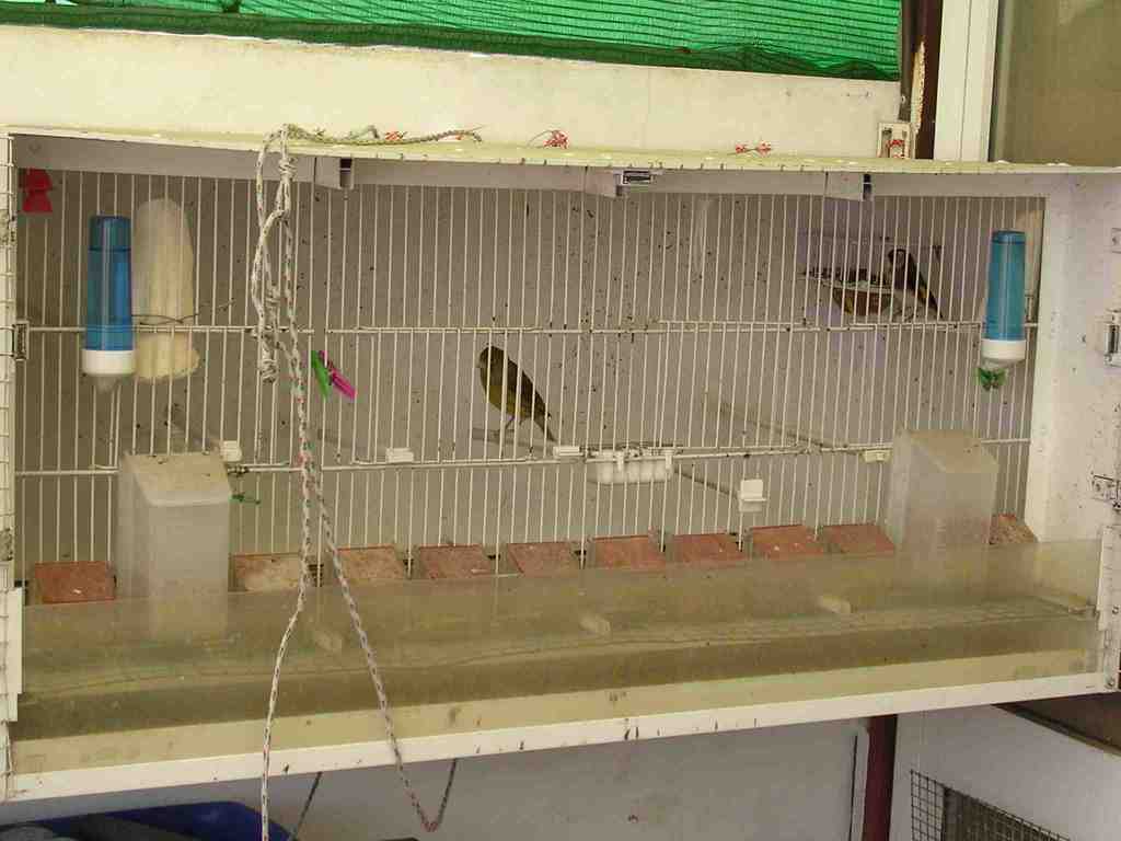 Mixtos 20-05-2012 Ab.JPG