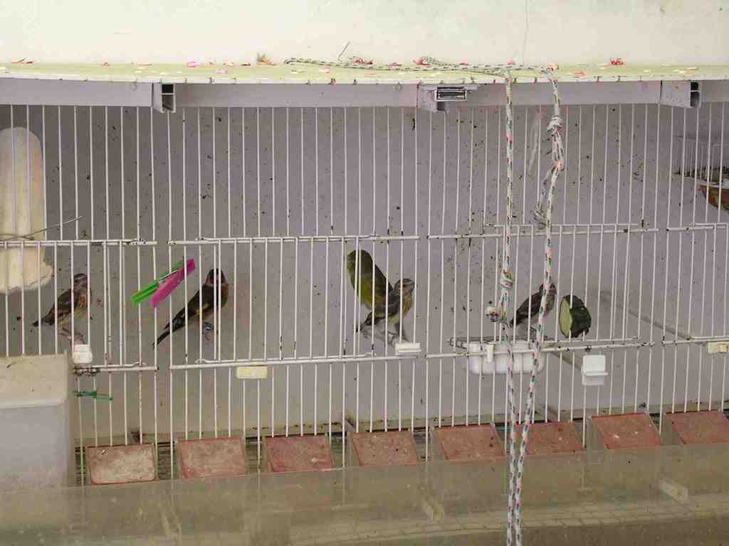 Mixtos 23-05-2012 Ab.JPG