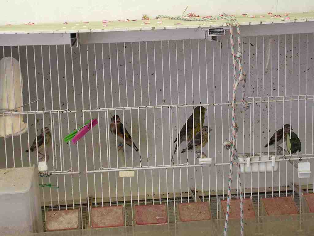 Mixtos 23-05-2012 Bb.JPG