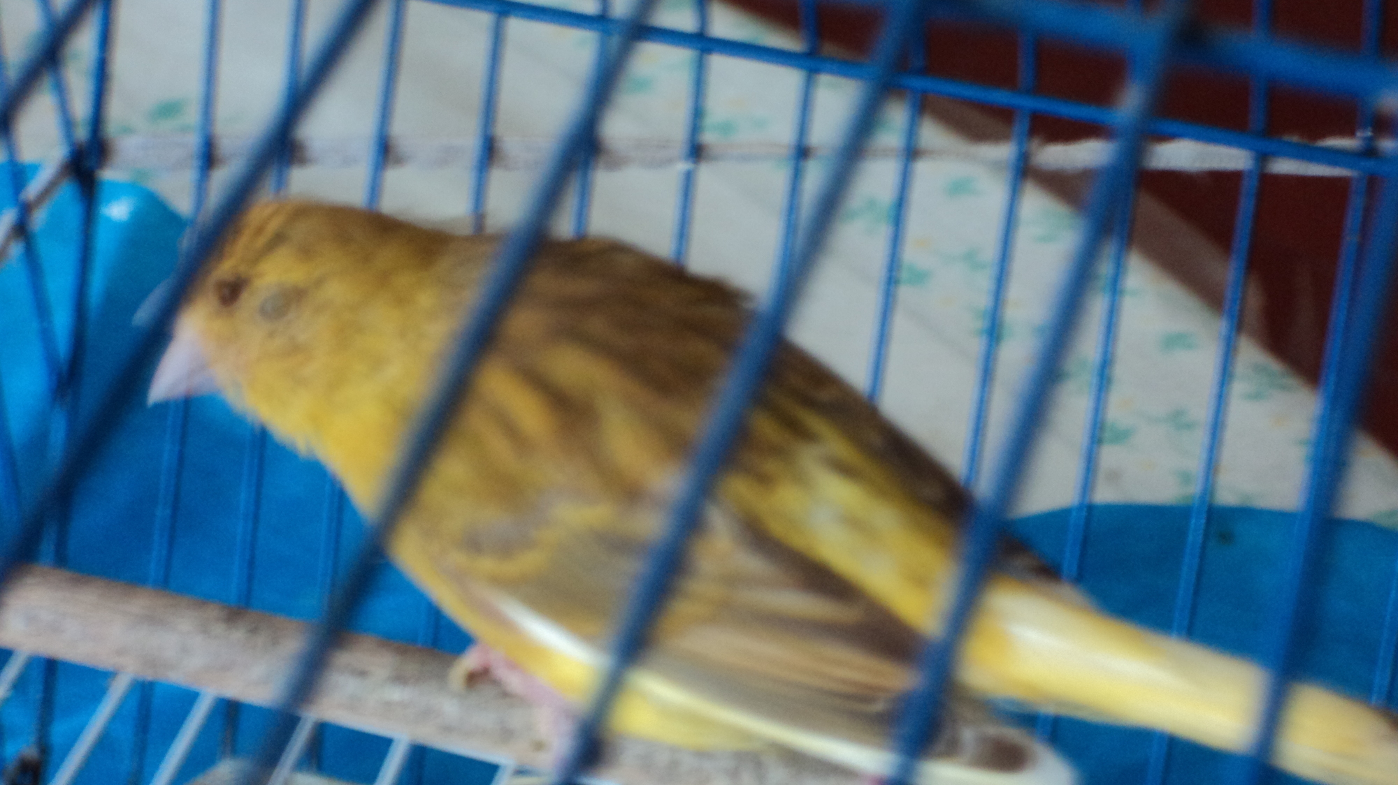 Esta es Nachi mi primer canaria