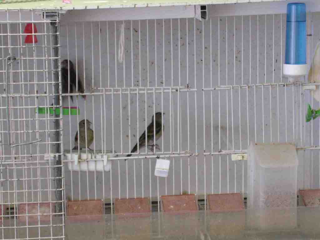 Mixtos 05-06-2012 Ab.JPG