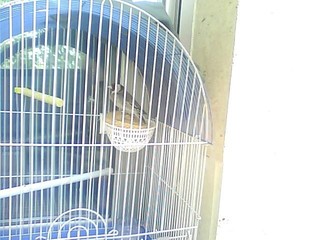 Y asi lleva desde que se golpeo...en ese preciso momento se movio cuando la foto,pero esta todo el rato en una esquina de ese nido,super hinchado y con la cabeza sin moverla mirando hacia arriba ...