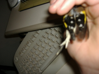 aqui podeis ber la parte de atras de mi jilguero.<br />mientras le hacia las fotos me e figado en que en la cola solo se be una pluma por que la otra esta rota