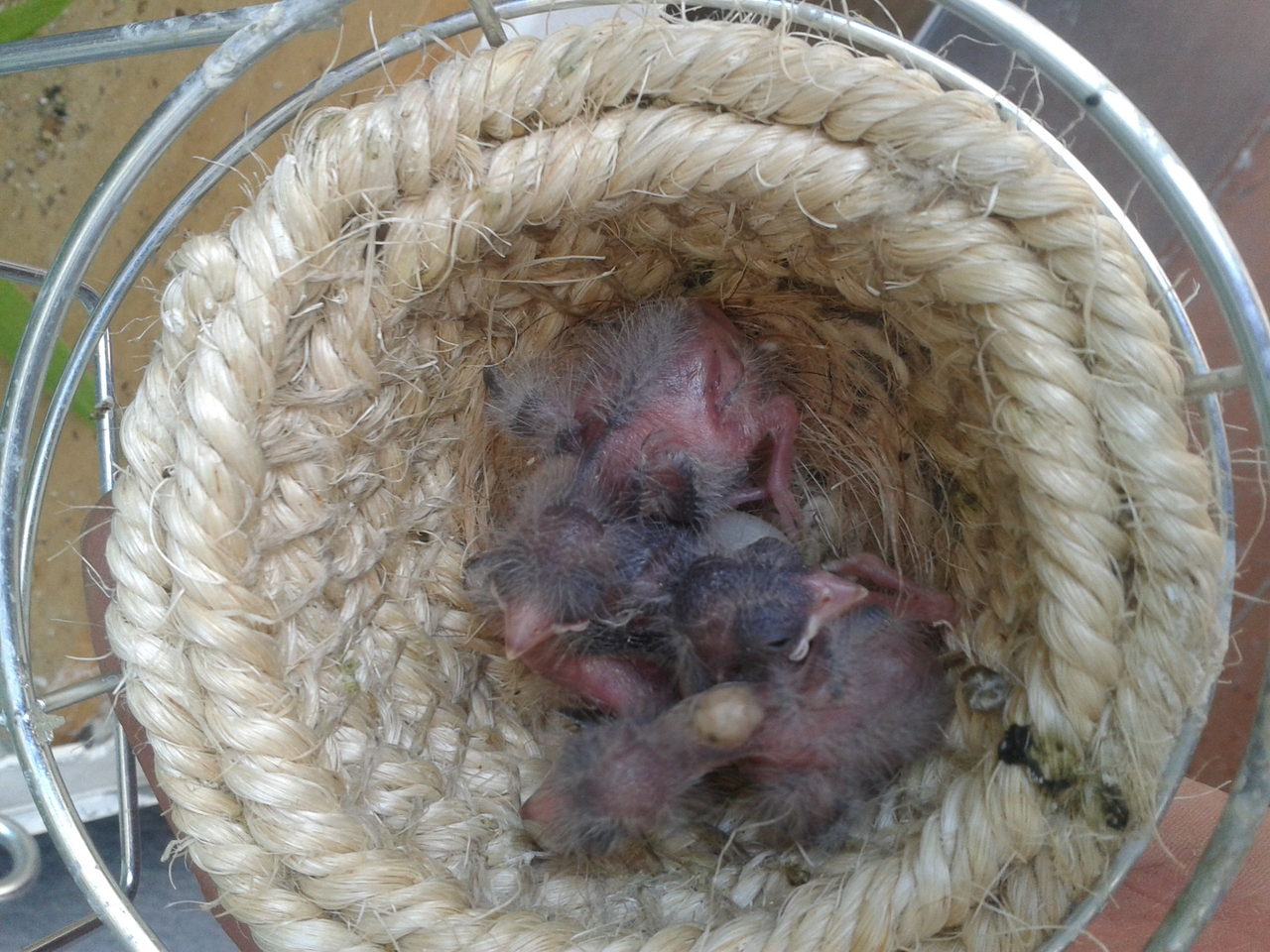 2012-06-12 13.32.11.jpg