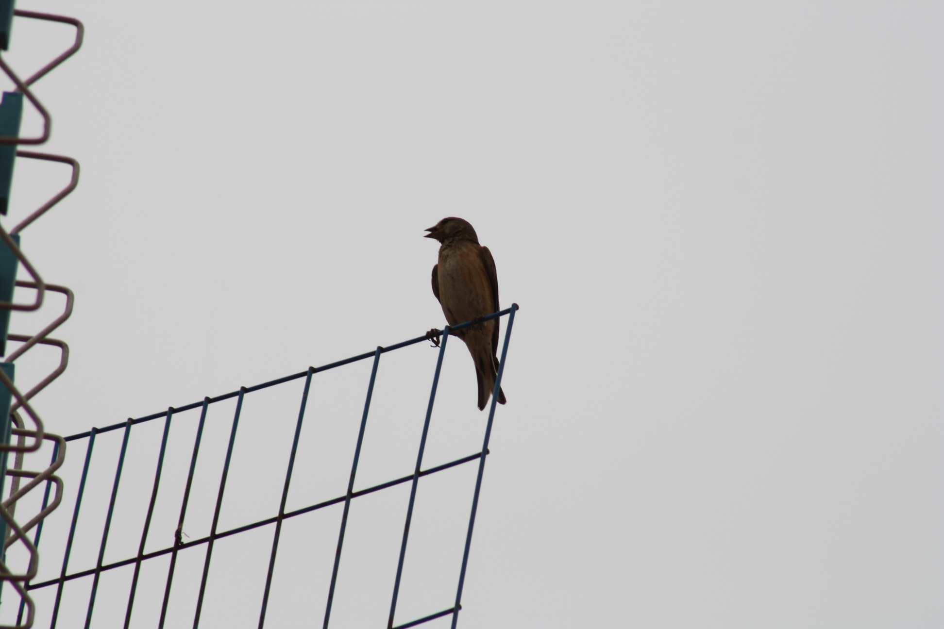 IMG_8532.JPG
