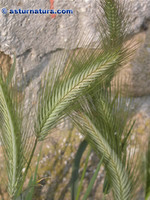 hordeum-murinum[1].jpg