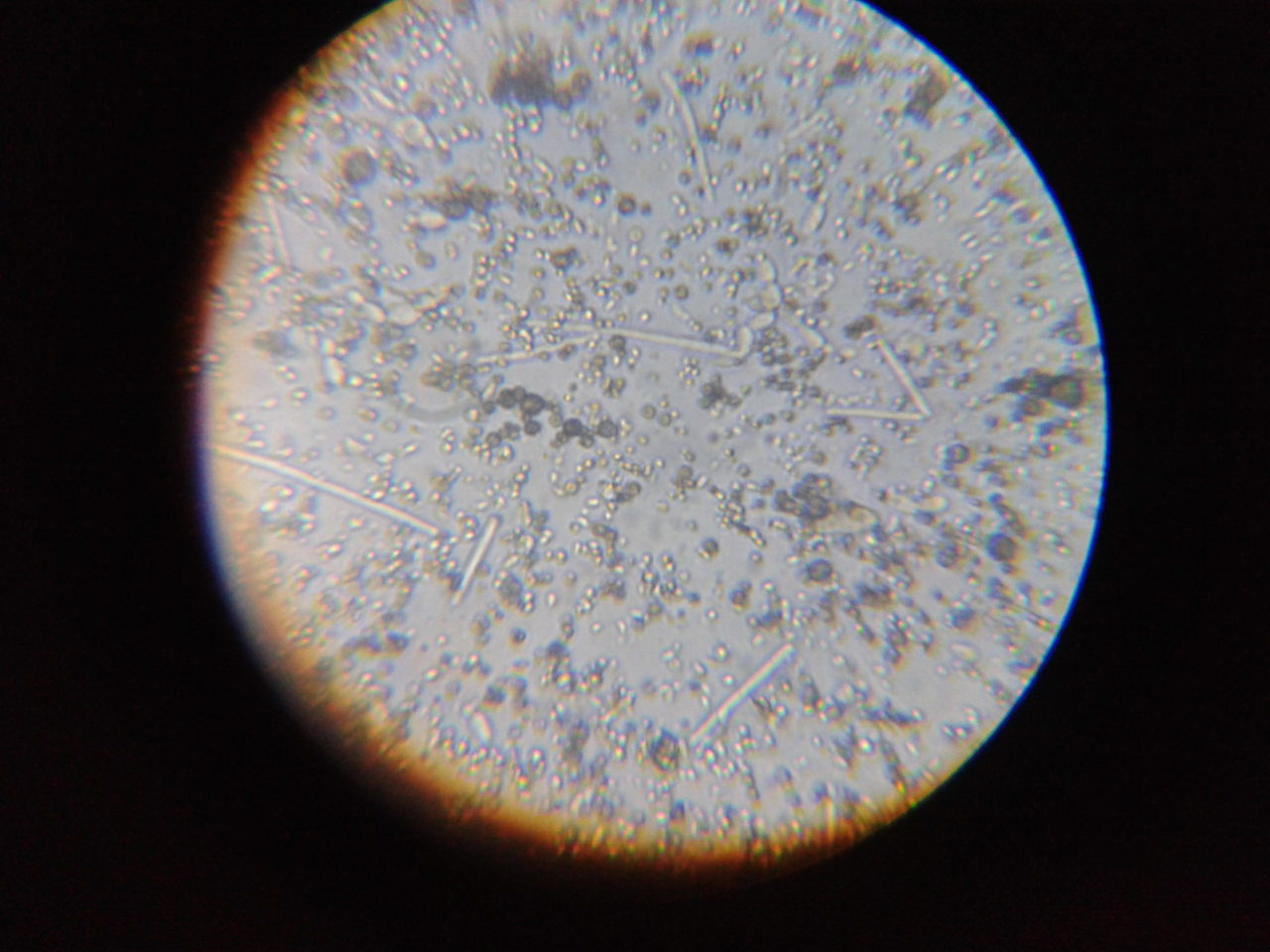 2012-07-01 10.17.18.jpg