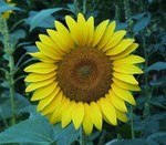 girasol1.jpg