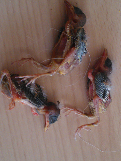 WP_000121.jpg