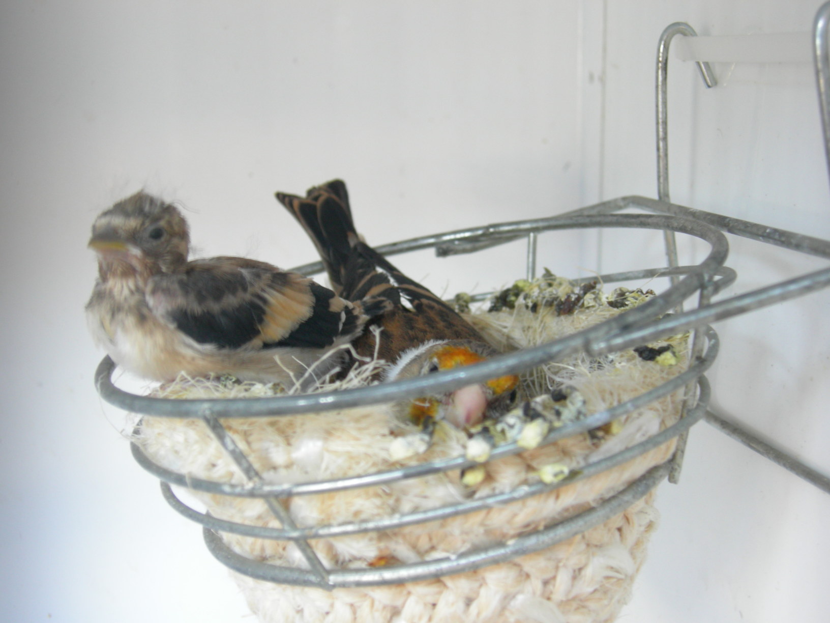 cria 093.jpg