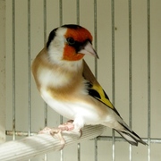 DSCN0959.JPG
