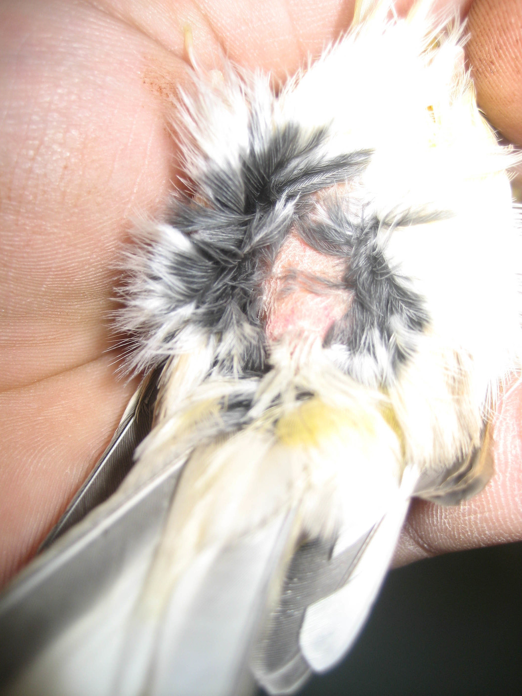 cloaca....jpg