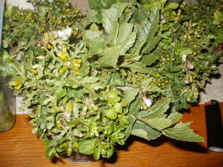 P1040002.JPG