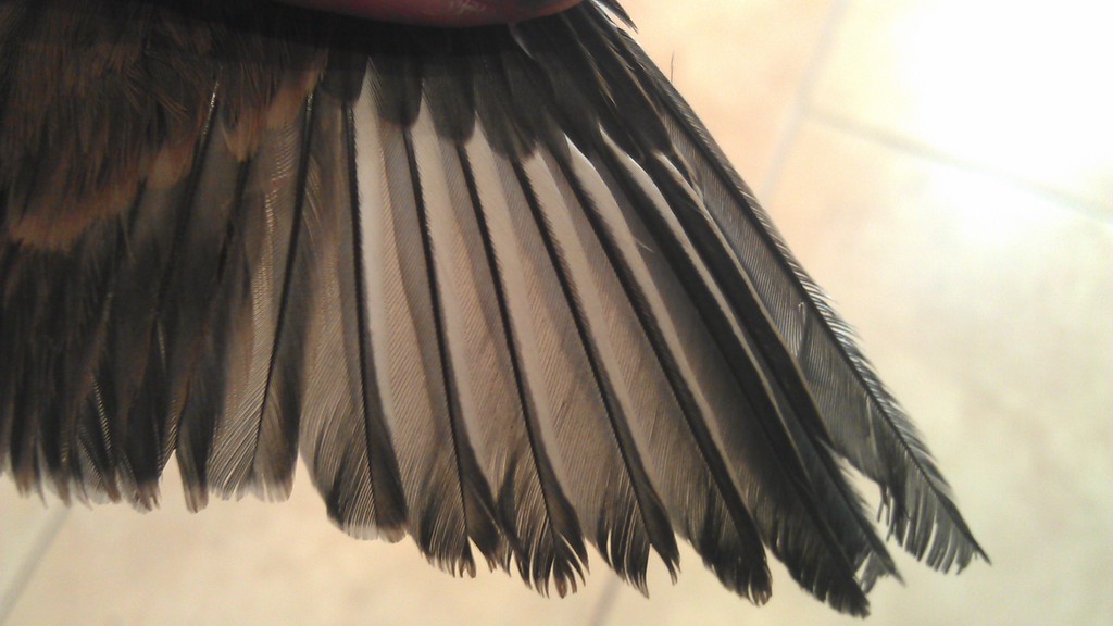 IMAG0056.jpg
