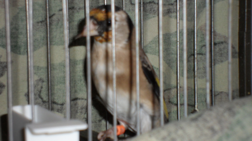SAM_0962.JPG