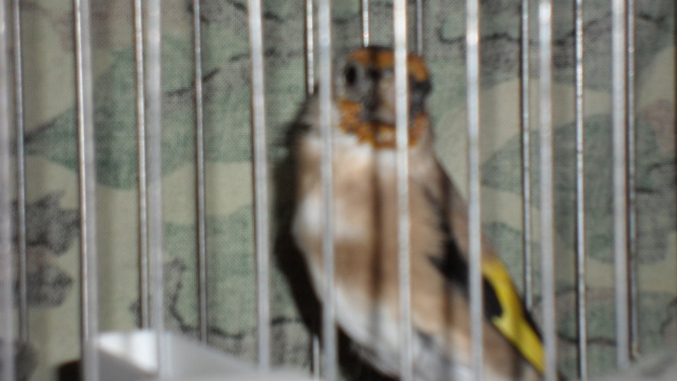 SAM_0963.JPG