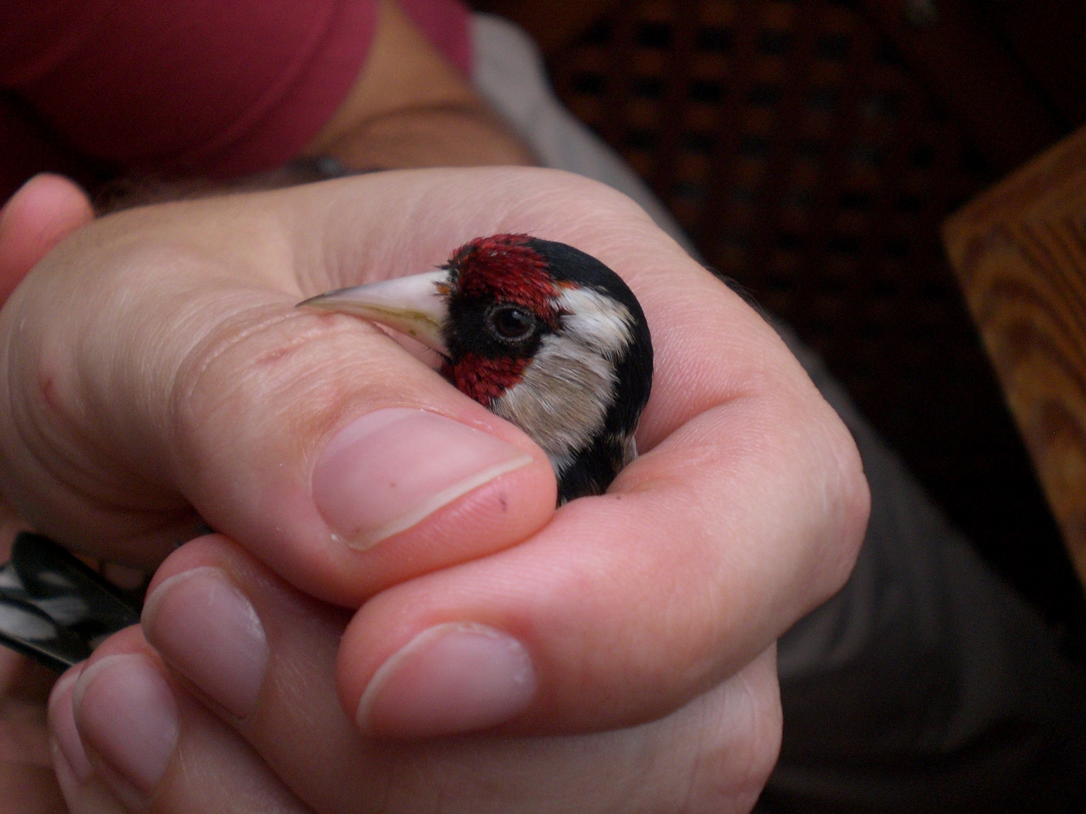 Jilguero ojo no enfermo, creo