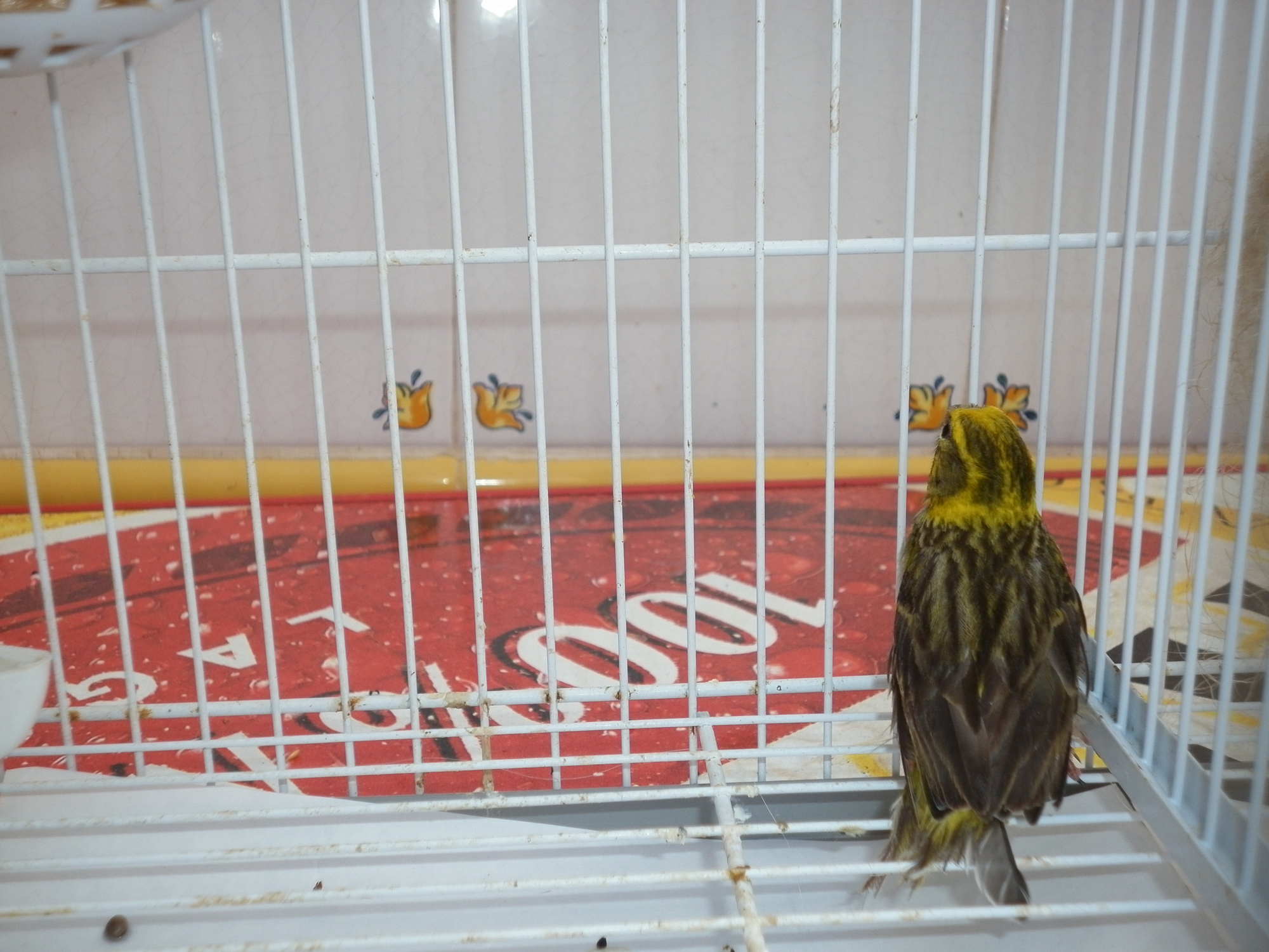 P1000281.JPG