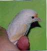 HIBRID2.JPG