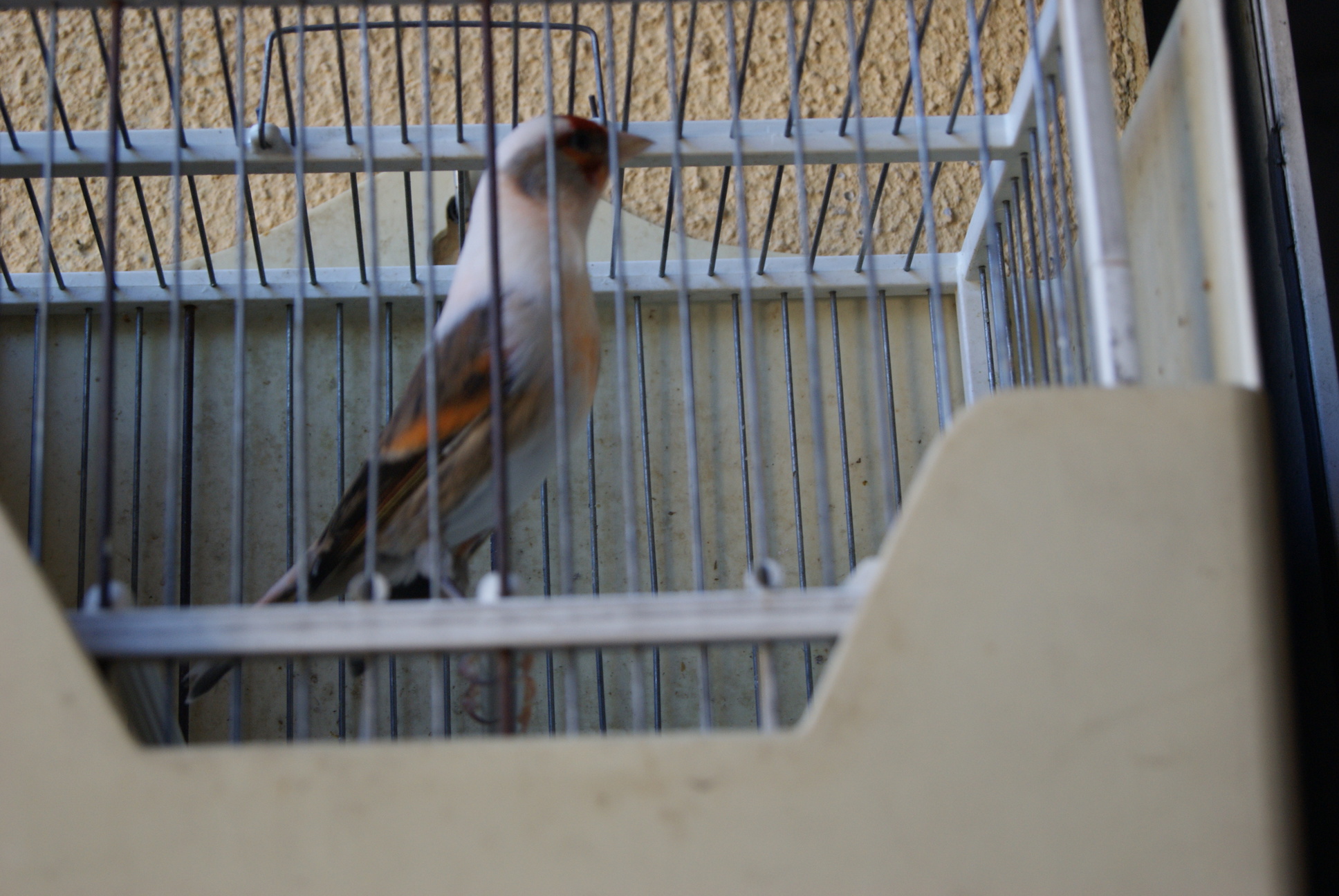 DSC02144.JPG