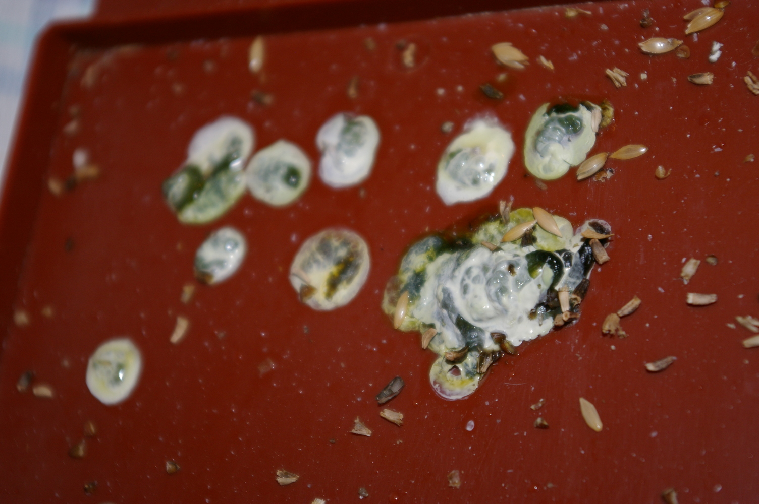 Cagadillas líquidas y verdes?