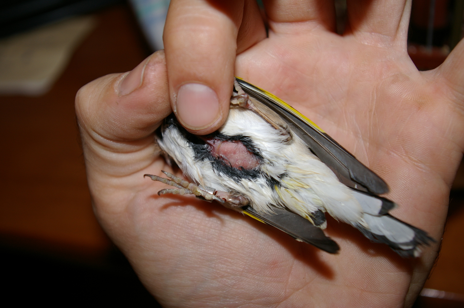 Hoy, después de unas 30 horas de tratamiento con Baycox.