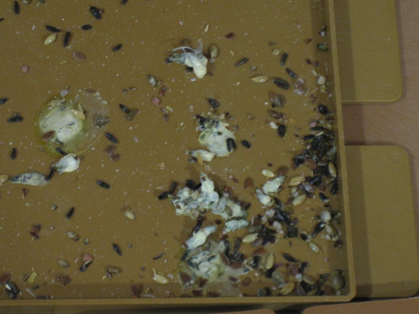 estas cacas son ya un poco mas normales.almenos siempre las suele hacer así,duritas