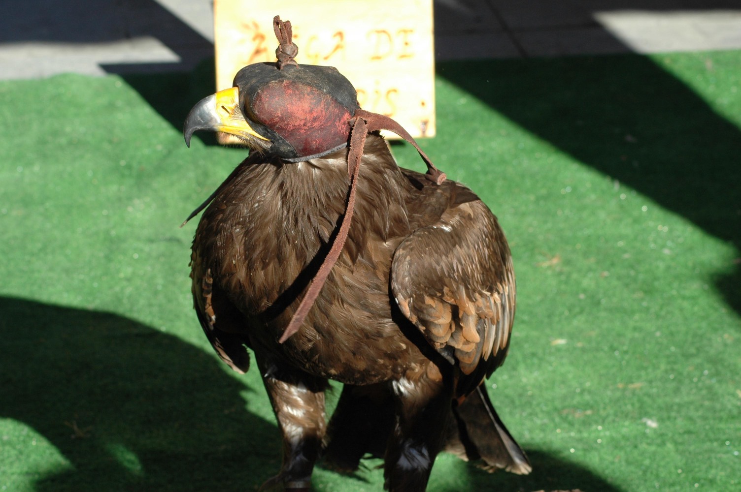 AGUILA NIPALENSIS copia.jpg
