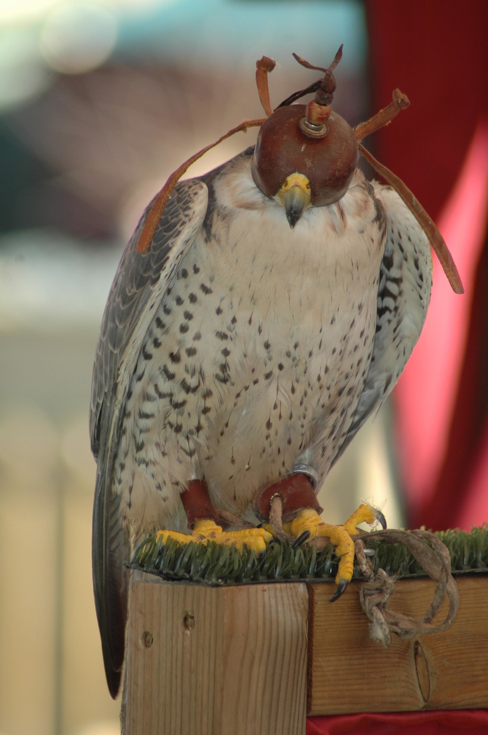 HALCON LENARIO.jpg