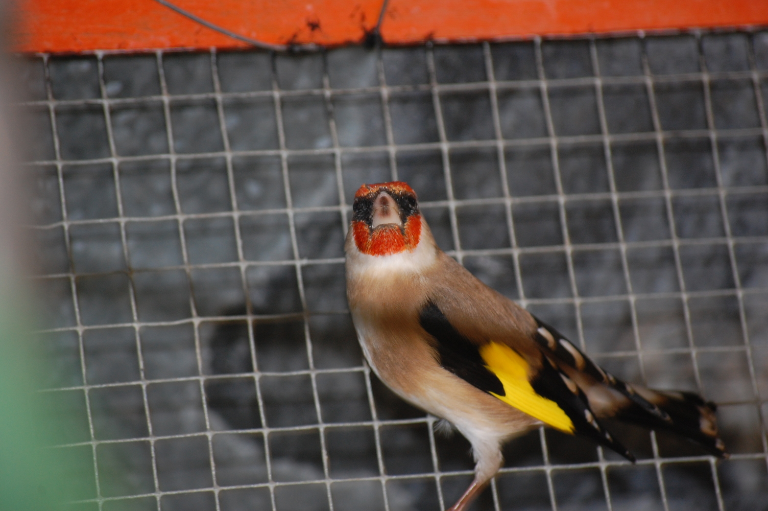 DSC_2507.JPG