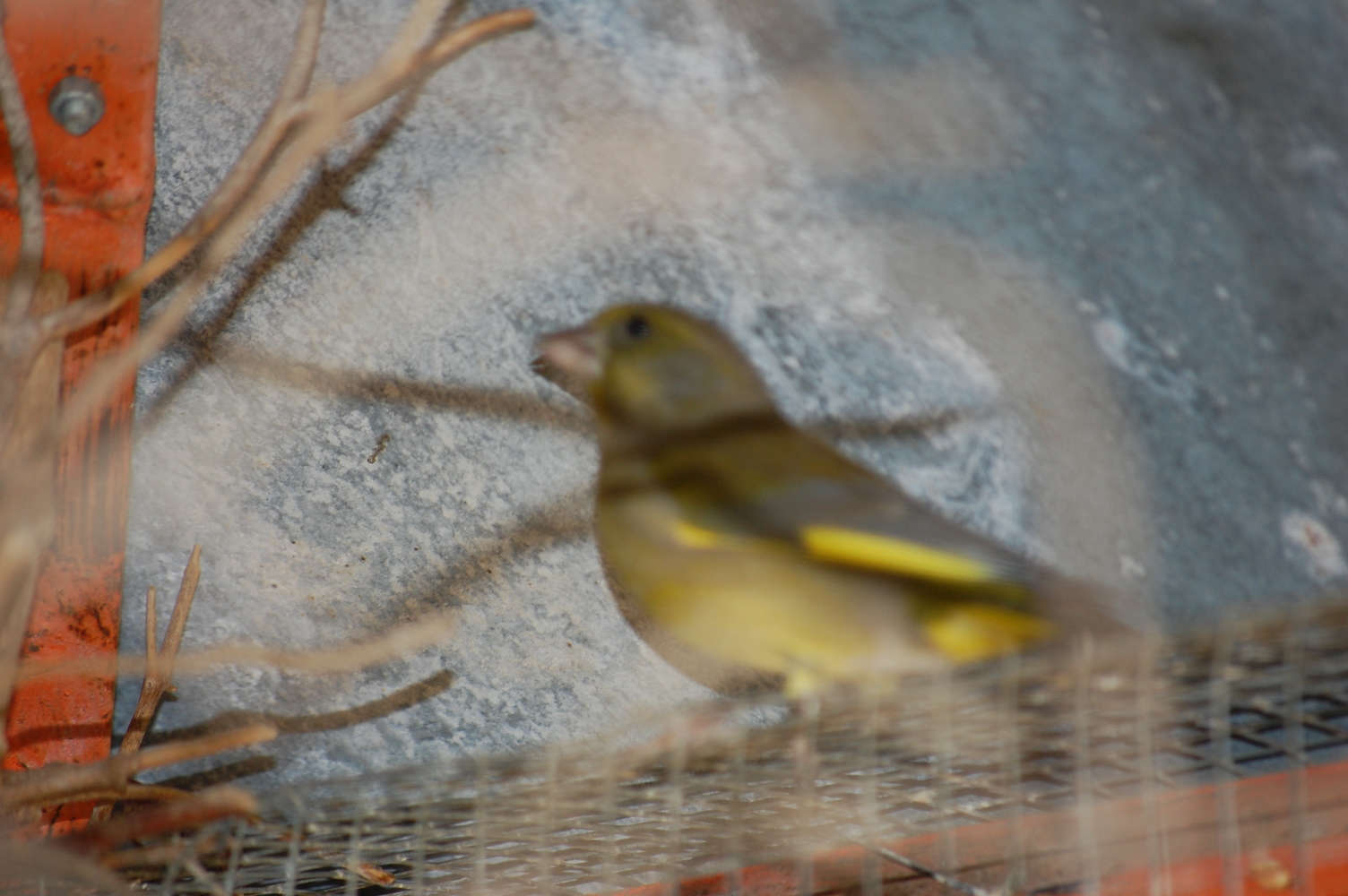 DSC_2511.JPG