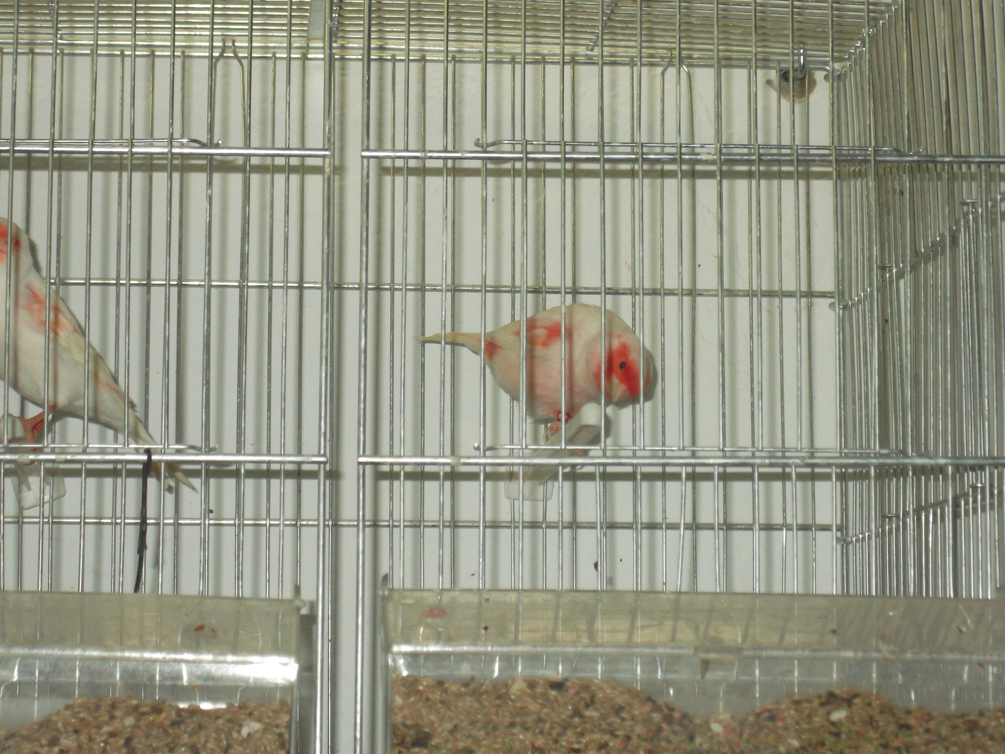 DSCF8387.JPG