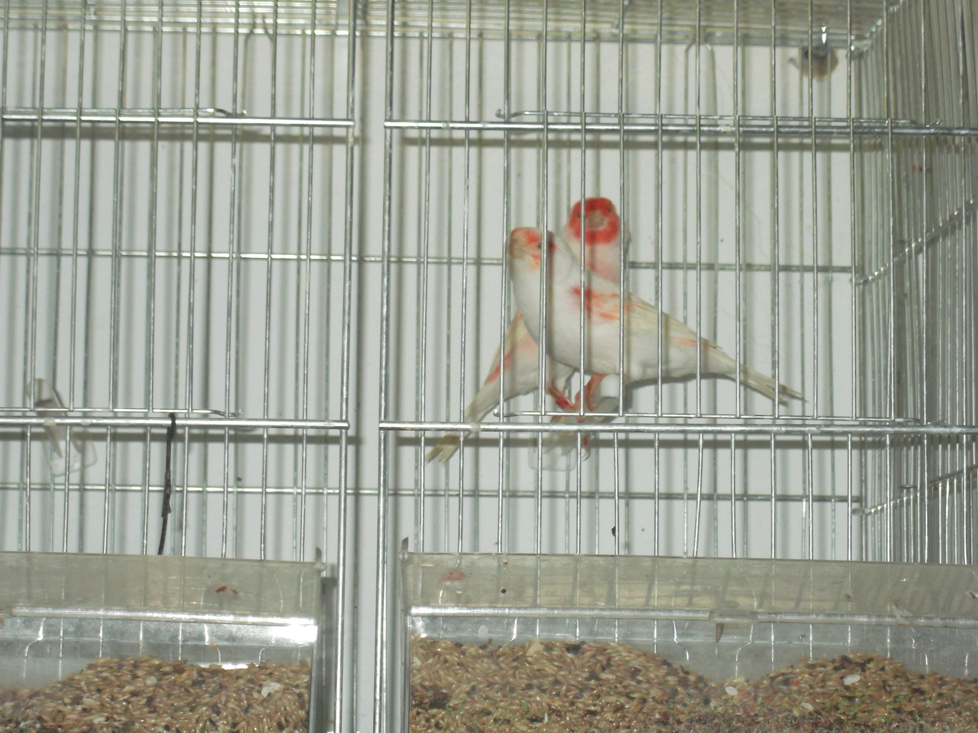 DSCF8388.JPG