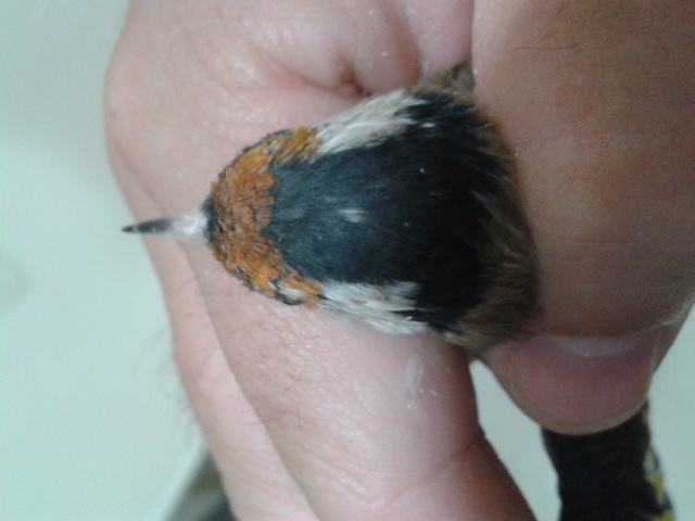 2012-10-17 19.43.25.jpg
